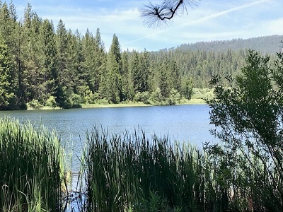 photo white pines lake